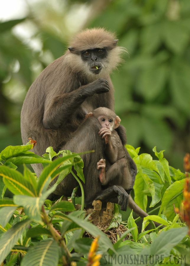 Semnopithecus vetulus nestor [550 mm, 1/500 Sek. bei f / 8.0, ISO 2500]